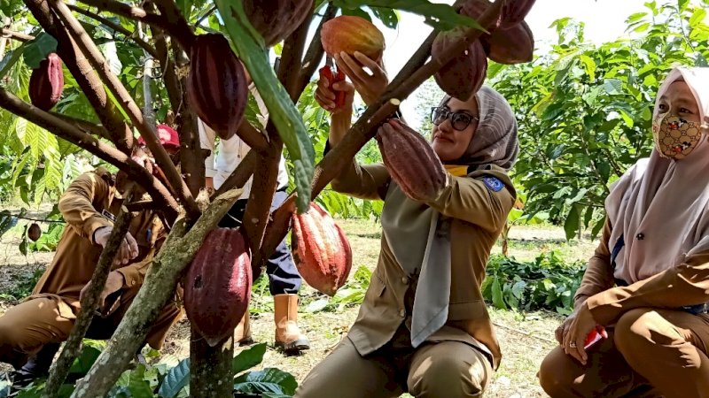 Bupati Luwu Utara, Indah Putri Indriani (IDP) saat melakukan Panen Perdana Kakao Kegiatan Pengembangan Pertanian Lahan Kering (PPLK) TA 2018, Senin (29/6/2020), di Desa Tarobok Kecamatan Baebunta. 