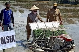 IDP Tanam Perdana Penangkar Benih Padi di Desa Tarobok Luwu Utara