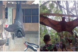 Inilah Megabats, Kelelawar Raksasa yang Sekilas Mirip Siluman
