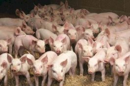 Gawat! Belum Selesai Covid-19, Muncul Flu Babi di China yang Bisa Jadi Pandemi