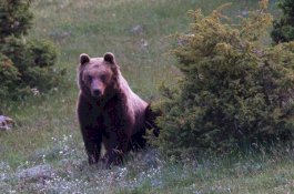 Gara-Gara Berulah, Beruang Cokelat di Italia Dijatuhi Hukuman Mati