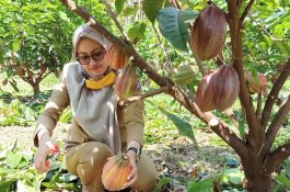 Tertinggi di Sulsel, Luwu Utara Terima Bantuan Pupuk NPK untuk Kakao