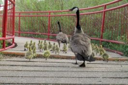 Induk Angsa Ini Asuh 47 Ekor Anak