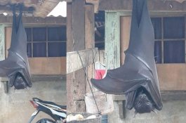 Warga Dikagetkan Kelelawar Sebesar Anak Manusia Menggantung di Depan Rumah