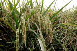 Benih Inpara 2 Jadi Primadona Produksi Padi di Lahan Rawa, Begini Keunggulannya 