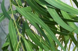 Kalung Eucalyptus Disebut-sebut Efektif Atasi Corona, Ini Tanggapan Guru Besar UGM