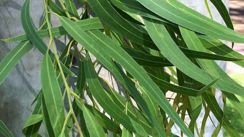 Kalung Eucalyptus Disebut-sebut Efektif Atasi Corona, Ini Tanggapan Guru Besar UGM