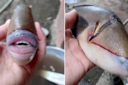 Cewek-cewek Lewat, Ikan Langka Ini Punya Mulut Super Seksi