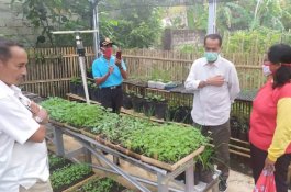Amankan Stok Pangan Keluarga di Masa Pandemi, Kementan Ajak Masyarakat Manfaatkan Pekarangan