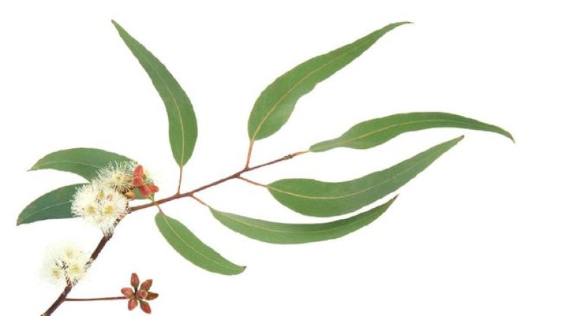 Eucalyptus