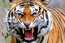 Mengerikan ... Penjaga Kebun Binatang Tewas Diterkam Harimau di Depan Pengunjung