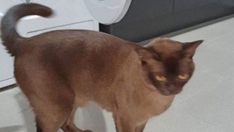 Seekor kucing Burma bernama Oscar secara ajaib selamat terputar 12 menit di mesin cuci setelah pemilik tidak menyadari ia tertidur di dalamnya. (Foto: Mirror)