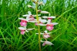 Anggrek Langka Spesies Eulophia Obtusa Mekar setelah 1 Abad