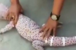 Heboh Tokek Raksasa Nyaris 1 Meter di NTB yang Dijual Rp1 Triliun