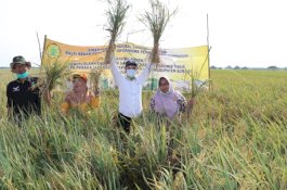 Amankan Produksi Padi, Kementan Fokus Kawal Gerdal Wilayah Endemis Tikus di Subang