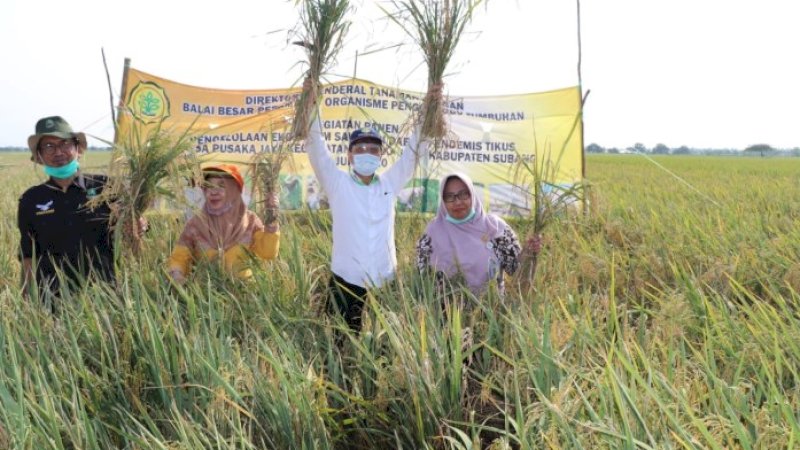 Amankan Produksi Padi, Kementan Fokus Kawal Gerdal Wilayah Endemis Tikus di Subang