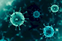 Hasil Investigasi! Jenis Corona Ternyata Sudah Ada 7 Tahun Lalu Tapi Dirahasiakan