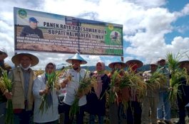 Dahulu Didatangkan dari Jawa, Halmahera Timur Berhasil Panen Perdana Korporasi Benih Padi