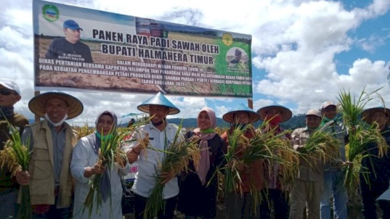 Kabupaten Halmahera Timur berhasil melakukan panen perdana korporasi benih padi varieats Mekonggo.&nbsp;