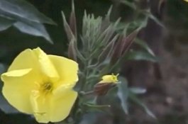 Bikin Takjub Orang-orang, Bunga Ini Mekar Saat Azan Berkumandang