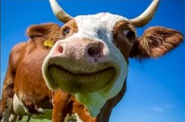 Pukul Sapi Peliharaan, Manajer Peternakan Didenda Rp30 Juta