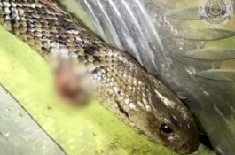 Sambil Berkendara, Sopir Bertarung Lawan Ular Paling Mematikan di Dunia