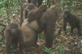 Gorila Terlangka di Dunia Terekam di Nigeria