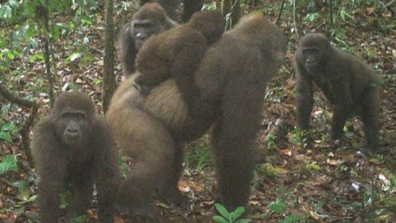 Gorila terlangka di dunia terekam kamera pengawas di hutan Nigeria.  (Foto: Twitter WCS)