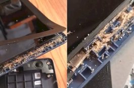 Kok Bisa Semut-semut Ini Ada dalam Laptop