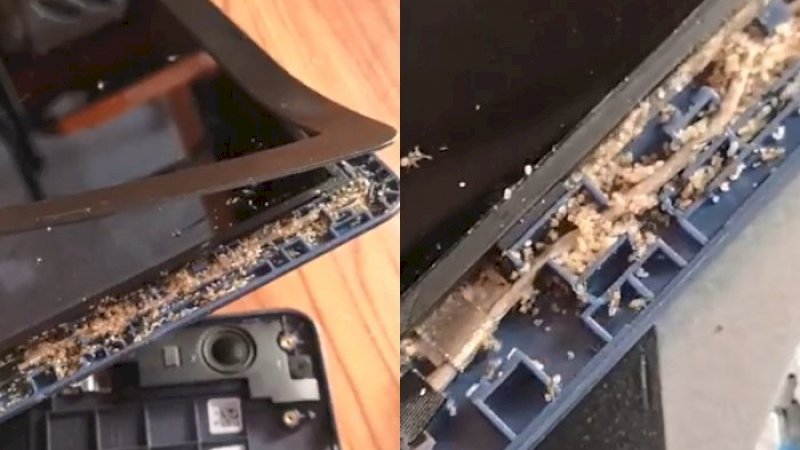 Laptop ini jadi sarang semut. (Photo/Facebook/Josh Eph)