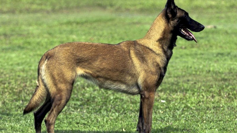 Anjing Belgian Malinois. (Dictio)