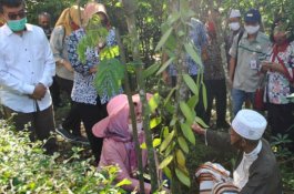Pernah Berjaya, Kementan Bangkitkan Kembali Emas Hijau dari Salatiga