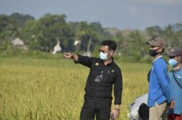 Stok Beras Masih Melimpah, Mentan SYL Panen Raya di Bangka Selatan