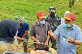 Musim Kemarau, Produksi Sayuran di Majalengka Tetap Melimpah