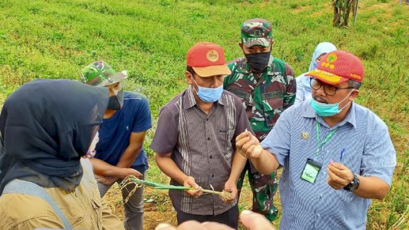 Musim Kemarau, Produksi Sayuran di Majalengka Tetap Melimpah