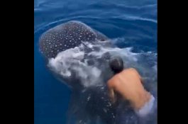 Video Pria Tunggangi Hiu Paus Setinggi 19 Meter