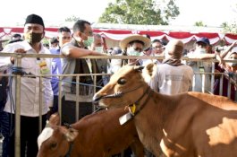 Kejar Swasembada Daging Sapi, Mentan SYL Panen Pedet di Lombok Tengah NTB