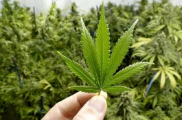 Ganja Masuk Binaan Kementerian Pertanian, Ternyata Begini Ceritanya