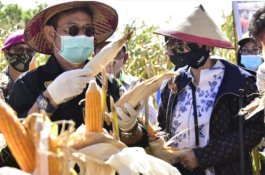 Mentan SYL Tingkatkan Pengembangan Kedelai, Jagung, dan Kelapa di Sulut