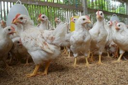 Kementan: Pemerintah Konsisten Perjuangkan Peternak Rakyat Mandiri