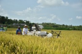 Usai Panen Padi, Bupati Kebumen Pastikan Surplus Beras