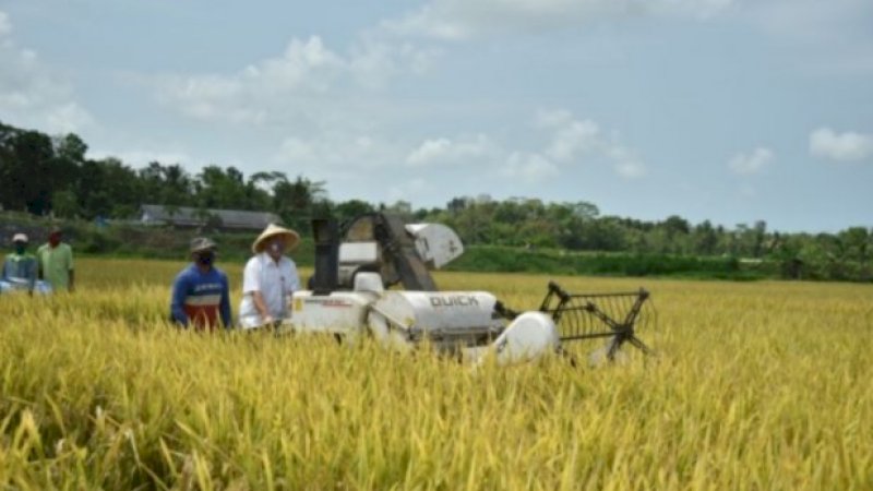 Usai Panen Padi, Bupati Kebumen Pastikan Surplus Beras