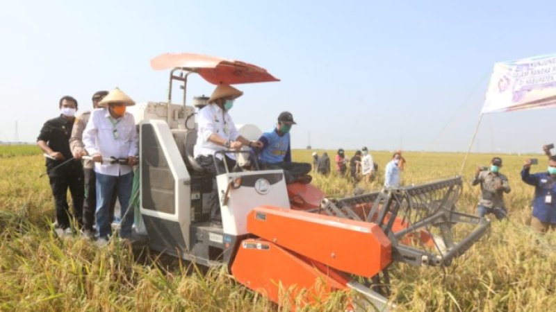 Menteri Pertanian, Syahrul Yasin Limpo (Mentan SYL) melakukan panen padi sekaligus menjamin ketersediaan pupuk untuk petani di Kabupaten Indramayu.