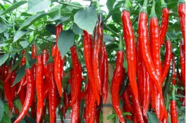 Jemput Cabai di Magelang, Kementan Kirim Truk Berpendingin