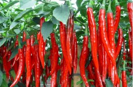 Atasi Harga Cabai yang Anjlok, Penyuluh Karangploso Jadikan Produk Olahan
