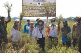 Petani Bogor Panen Padi Organik, Kementan Dorong Korporasi Pertanian