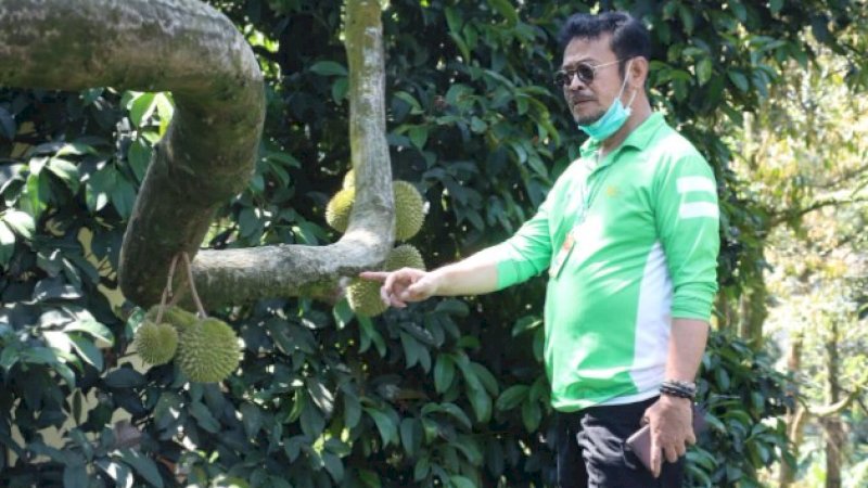 Apresiasi Buah Lokal, Mentan Syahrul Kunjungi Kebun Durian Warso Farm