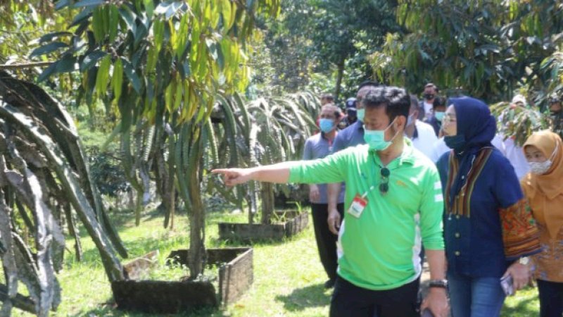 Bersama Kementan, Warso Farm Siap Kembangkan 13 hektaree Lahan Buah Naga dan Durian