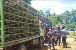Tiga Warga Tertabrak Truk saat Buka Pintu Mobil di Wajo, Satu Tewas Dua Kritis