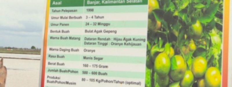 Food Estate Kalteng Sulap Rawa Jadi Kawasan Buah dan Sayur